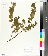 Symphoricarpos orbiculatus image