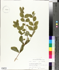 Symphoricarpos orbiculatus image