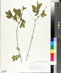 Symphoricarpos orbiculatus image