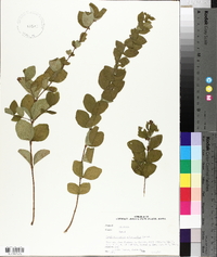 Symphoricarpos orbiculatus image