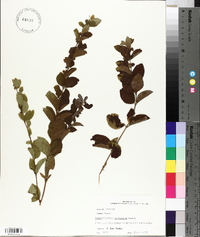 Symphoricarpos orbiculatus image