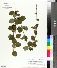 Symphoricarpos orbiculatus image