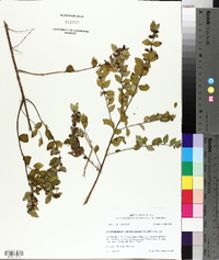 Symphoricarpos orbiculatus image