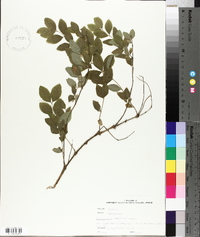 Symphoricarpos orbiculatus image