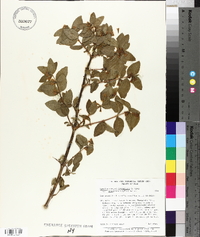 Symphoricarpos oreophilus image