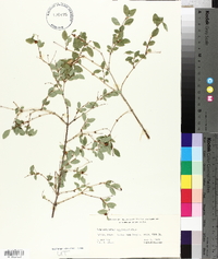 Symphoricarpos oreophilus image