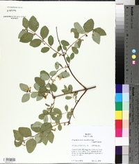 Symphoricarpos oreophilus image