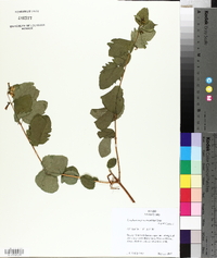 Symphoricarpos oreophilus image