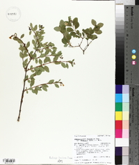 Symphoricarpos oreophilus image