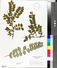 Symphoricarpos orbiculatus image