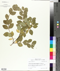 Symphoricarpos orbiculatus image