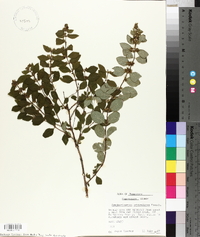 Symphoricarpos orbiculatus image