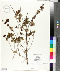 Symphoricarpos orbiculatus image