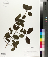 Viburnum dentatum var. lucidum image
