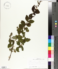 Symphoricarpos orbiculatus image