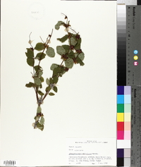 Symphoricarpos orbiculatus image