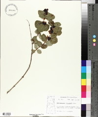 Symphoricarpos occidentalis image