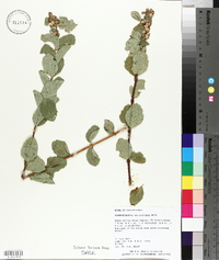 Symphoricarpos occidentalis image