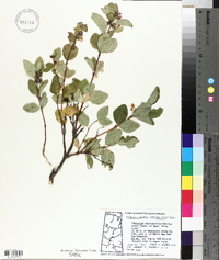 Symphoricarpos occidentalis image