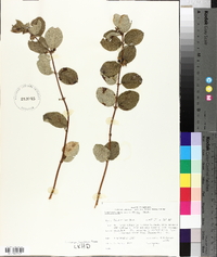 Symphoricarpos occidentalis image