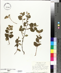 Symphoricarpos rivularis image