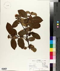 Viburnum suspensum image