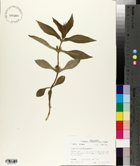 Triosteum angustifolium image