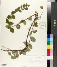 Symphoricarpos orbiculatus image