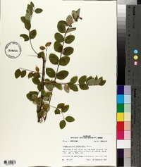 Symphoricarpos orbiculatus image