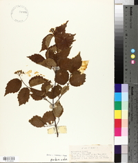 Viburnum rafinesqueanum image