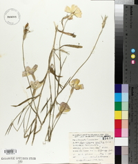 Agrostemma gracilis image