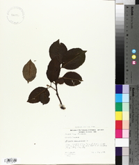 Viburnum cassinoides image