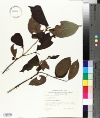 Viburnum cassinoides image