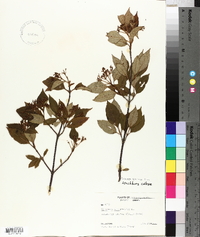 Viburnum cassinoides image