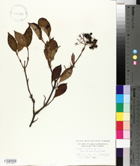 Viburnum cassinoides image