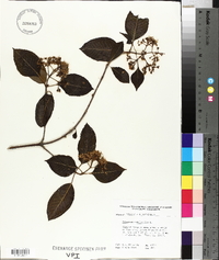 Viburnum cassinoides image