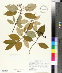 Viburnum cassinoides image