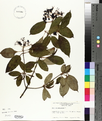 Viburnum cassinoides image