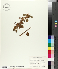 Anthyllis tetraphylla image