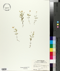 Moehringia lateriflora image