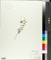 Moehringia lateriflora image