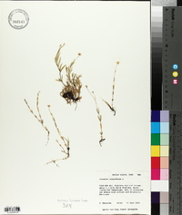 Moehringia lateriflora image