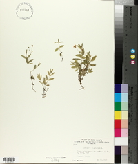 Moehringia lateriflora image