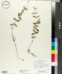 Moehringia lateriflora image