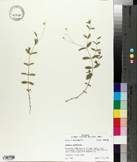 Moehringia lateriflora image