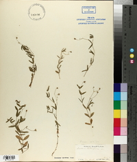 Moehringia lateriflora image