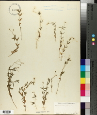 Moehringia lateriflora image