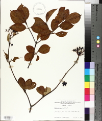 Viburnum cassinoides image