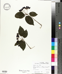 Viburnum cassinoides image