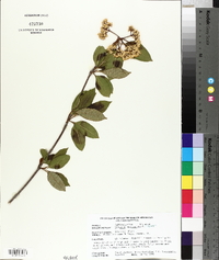 Viburnum cassinoides image